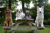 Ferienwohnung Sirius 3, urlaub mit Hund in schönes Ostfriesland