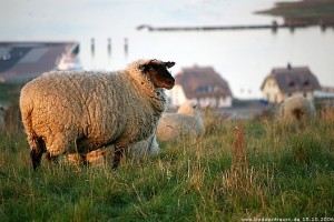 2 Doppelhaushälften unter Reet für bis zu 12 Personen