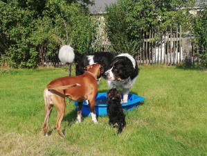 Bild: Ferienhof Höhensonne - Urlaub mit Hund in der Sächsische Schweiz